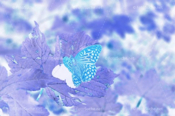 Fotosuche Schmetterling Blatt