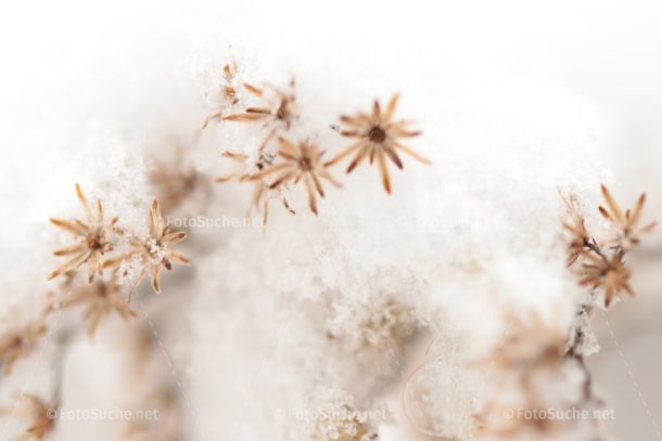 Fotosuche Schnee Blumen