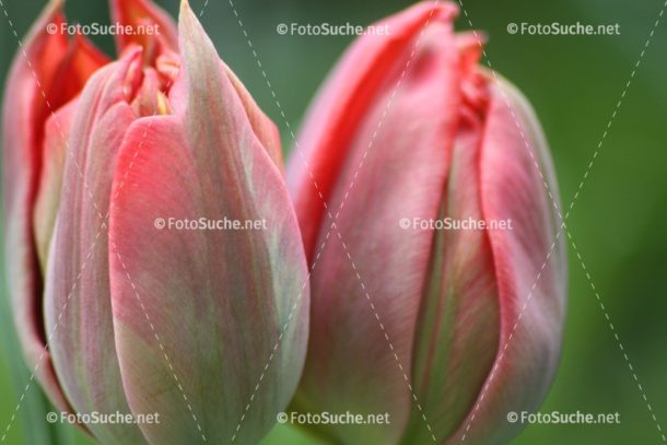 Fotosuche Tulpen