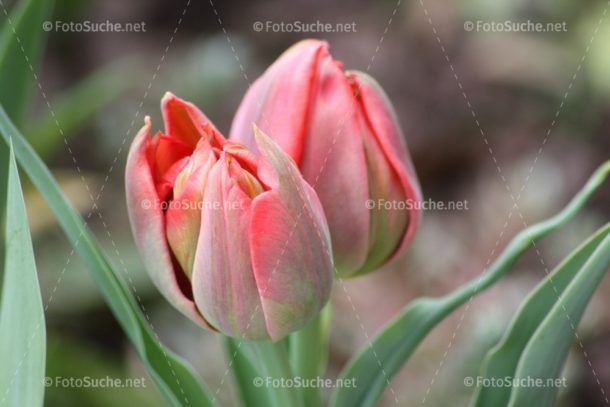 Fotosuche Tulpen Frühling
