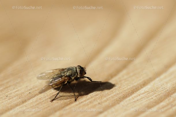 Fotosuche Makro Fliege Insekten 1