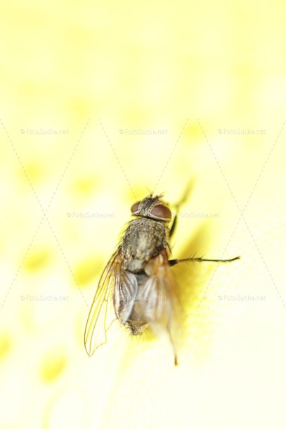 Fotosuche Makro Fliege Insekten 2