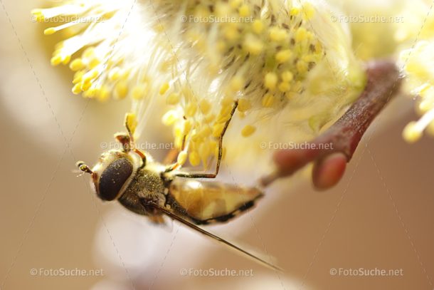 Fotosuche Makro Fliege Insekten 3