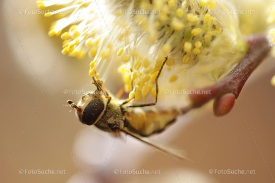 Fotosuche Makro Fliege Insekten 5