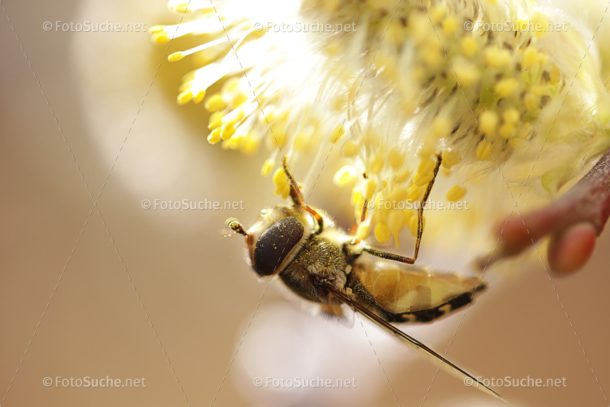 Fotosuche Makro Fliege Insekten 6
