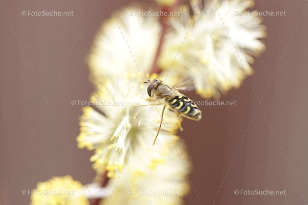 Fotosuche Makro Fliege Insekten 7