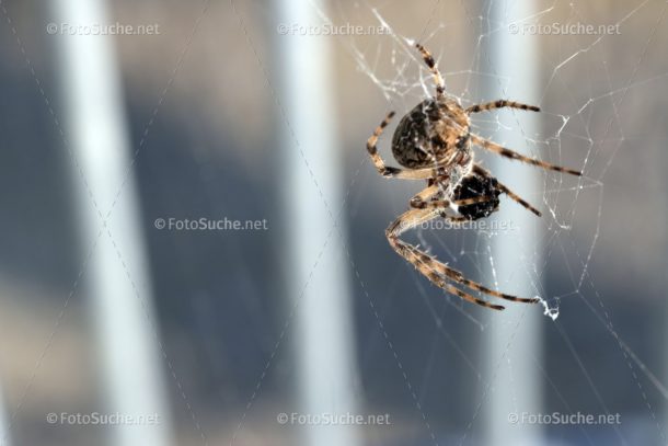 Spinne Insekten Foto kaufen Fotoshop
