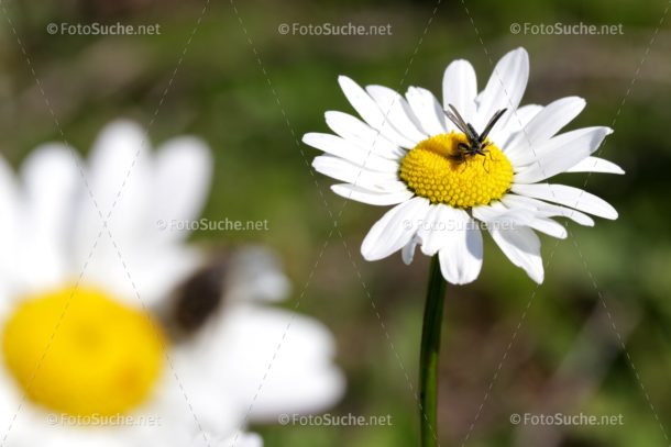Blumen Margeriten Insekten Foto kaufen Fotoshop