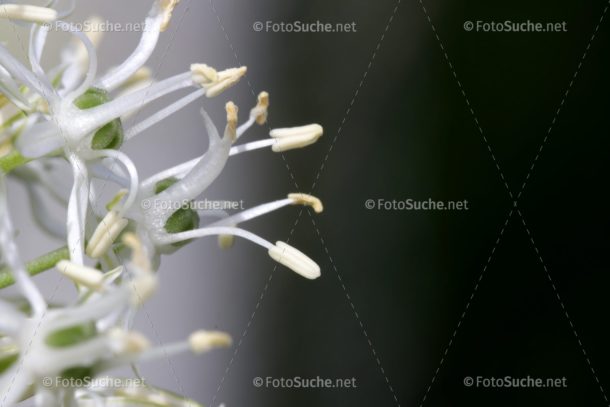 Blumen Blüten Allium Foto kaufen Fotoshop