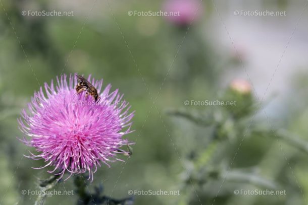 Distelblüte Biene Foto kaufen Fotoshop