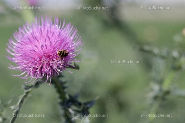 Distelblüte Stacheln Biene Foto kaufen Fotoshop