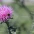 Distelblüte Stacheln Biene Foto kaufen Fotoshop