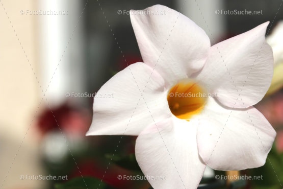 Foto Weiße Blume Nahaufnahme Duft | Foto kaufen | FotoShop.eu