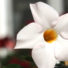 Foto Weiße Blume Nahaufnahme Duft | Foto kaufen | FotoShop.eu