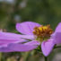 Foto Anemonen Blüten | schönes Foto kaufen | Fotosuchen