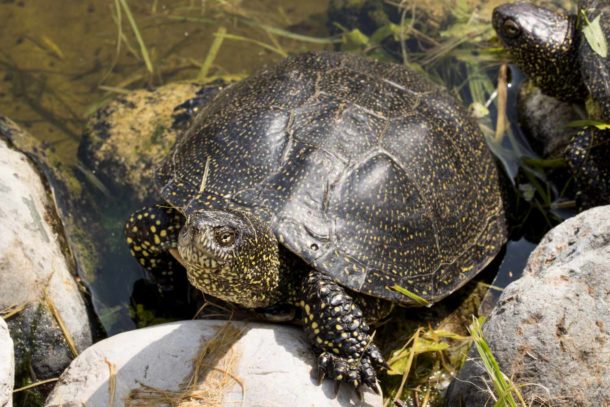 Foto Sumpfschildkröten | tierisches Foto kaufen | Fotosuchen