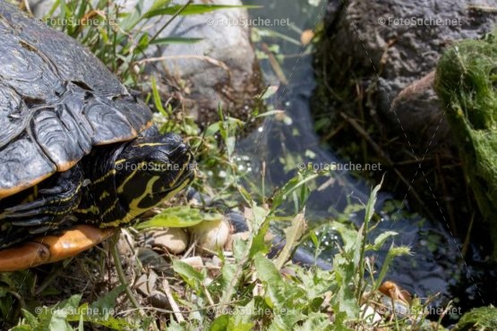 Foto Sumpfschildkröten Profil | tierisches Foto kaufen | Fotosuchen