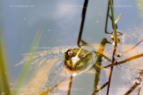Foto Frosch Gewässer | tierisches Foto kaufen | Fotosuchen