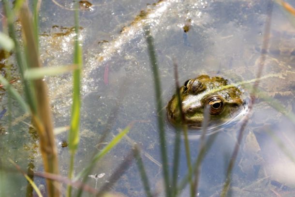 Foto Frosch Kopf Teich | tierisches Foto kaufen | Fotosuchen