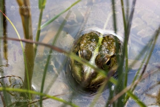 Foto Frosch Kopf Tümpel | tierisches Foto kaufen | Fotosuchen
