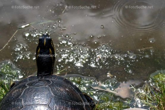 Foto Kopf Sumpfschildkröten | tierisches Foto kaufen | Fotosuchen